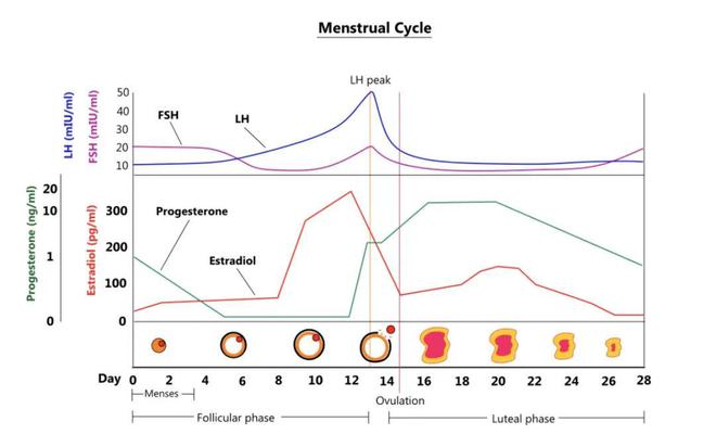 一文掌握,抗繆勒氏管激素(amh)的臨床應用|腫瘤|卵泡.
