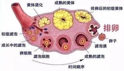 聽到卵巢&ldquo;早衰&rdquo;,你害怕了嗎?