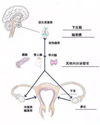 卵巢老一歲,女人老十歲?市面上爆紅的卵巢保養(yǎng),真的靠譜嗎?