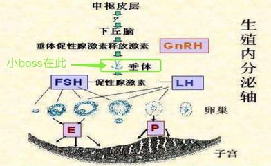 卵巢好不好,性激素六項知道!