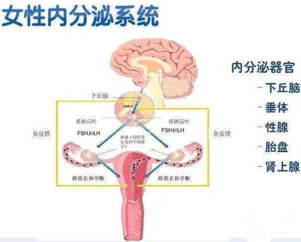 不孕檢查為什么要查性激素?_女性