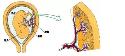 2022年中考生物復(fù)習(xí) 男性和女性生殖系統(tǒng)的結(jié)構(gòu)與功能及生殖激素