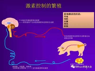 淺談母豬發(fā)情和排卵的激素控制