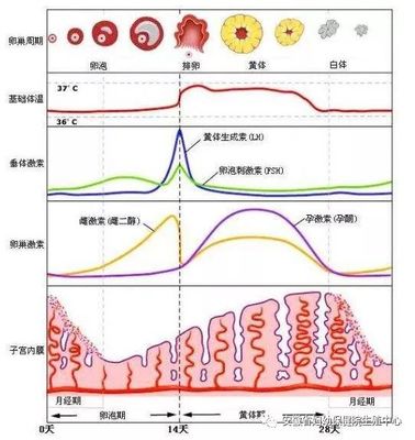 性激素六項檢查的時間、意義及其與生殖健康的關系