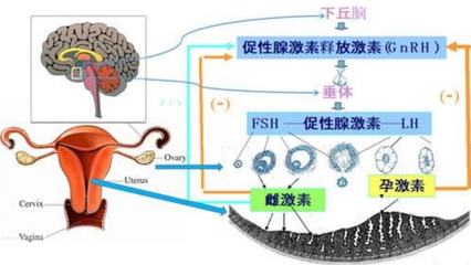為何女性生殖期短暫且經歷更年期？進化視角下的生殖激素解析