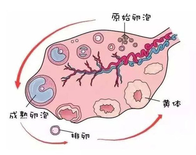 卵巢早衰患者通過TAAMedical統恩干細胞干預重獲生育希望 月經恢復與激素改善