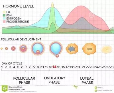 激素水平失衡，罪魁禍?zhǔn)卓赡苁撬臣に? class=